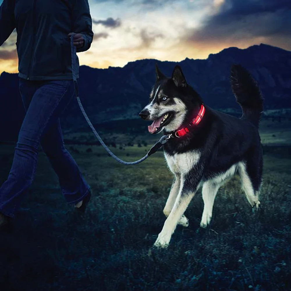 Dognite™ - For All Dog Parents