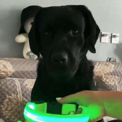 Dognite™ - For All Dog Parents
