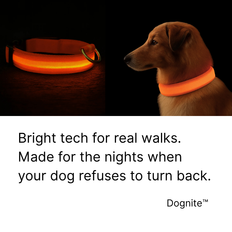 Dognite™ - For All Dog Parents